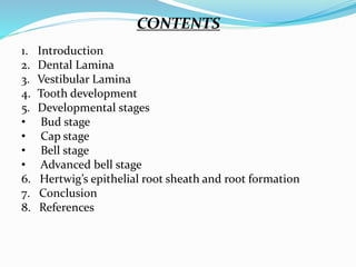 CONTENTS 
1. Introduction 
2. Dental Lamina 
3. Vestibular Lamina 
4. Tooth development 
5. Developmental stages 
• Bud stage 
• Cap stage 
• Bell stage 
• Advanced bell stage 
6. Hertwig’s epithelial root sheath and root formation 
7. Conclusion 
8. References 
 