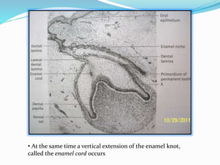 • At the same time a vertical extension of the enamel knot, 
called the enamel cord occurs 
 