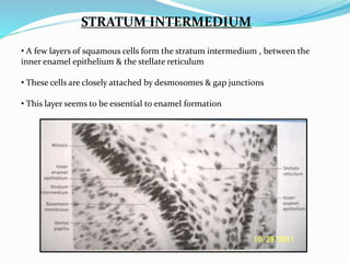STRATUM INTERMEDIUM 
• A few layers of squamous cells form the stratum intermedium , between the 
inner enamel epithelium & the stellate reticulum 
• These cells are closely attached by desmosomes & gap junctions 
• This layer seems to be essential to enamel formation 
 