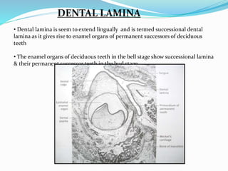 DENTAL LAMINA 
• Dental lamina is seem to extend lingually and is termed successional dental 
lamina as it gives rise to enamel organs of permanent successors of deciduous 
teeth 
• The enamel organs of deciduous teeth in the bell stage show successional lamina 
& their permanent successor teeth in the bud stage 
 