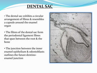 DENTAL SAC 
• The dental sac exhibits a circular 
arrangement of fibres & resembles 
a capsule around the enamel 
organ 
• The fibres of the dental sac form 
the periodontal ligament fibres 
that span between the root & the 
bone 
• The junction between the inner 
enamel epithelium & odontoblasts 
outlines the future dentino-enamel 
junction 
 