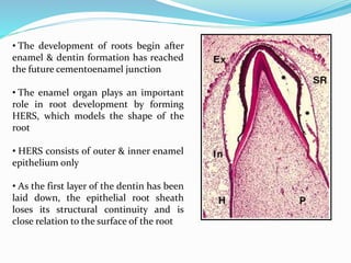 • The development of roots begin after 
enamel & dentin formation has reached 
the future cementoenamel junction 
• The enamel organ plays an important 
role in root development by forming 
HERS, which models the shape of the 
root 
• HERS consists of outer & inner enamel 
epithelium only 
• As the first layer of the dentin has been 
laid down, the epithelial root sheath 
loses its structural continuity and is 
close relation to the surface of the root 
 