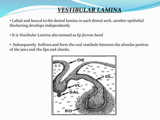 VESTIBULAR LAMINA
• Labial and buccal to the dental lamina in each dental arch, another epithelial
thickening develops independently
• It is Vestibular Lamina also termed as lip furrow band
• Subsequently hollows and form the oral vestibule between the alveolar portion
of the jaws and the lips and cheeks.
 