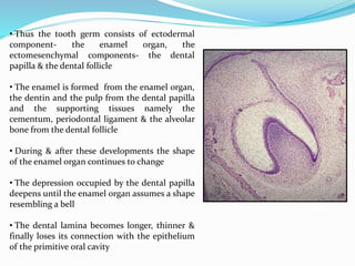 • Thus the tooth germ consists of ectodermal
component- the enamel organ, the
ectomesenchymal components- the dental
papilla & the dental follicle
• The enamel is formed from the enamel organ,
the dentin and the pulp from the dental papilla
and the supporting tissues namely the
cementum, periodontal ligament & the alveolar
bone from the dental follicle
• During & after these developments the shape
of the enamel organ continues to change
• The depression occupied by the dental papilla
deepens until the enamel organ assumes a shape
resembling a bell
• The dental lamina becomes longer, thinner &
finally loses its connection with the epithelium
of the primitive oral cavity
 