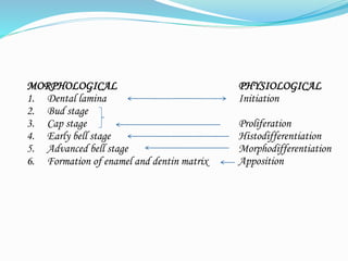 MORPHOLOGICAL
1. Dental lamina
2. Bud stage
3. Cap stage
4. Early bell stage
5. Advanced bell stage
6. Formation of enamel and dentin matrix
PHYSIOLOGICAL
Initiation
Proliferation
Histodifferentiation
Morphodifferentiation
Apposition
 