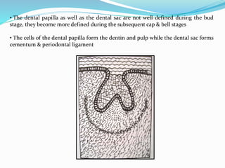 • The dental papilla as well as the dental sac are not well defined during the bud
stage, they become more defined during the subsequent cap & bell stages
• The cells of the dental papilla form the dentin and pulp while the dental sac forms
cementum & periodontal ligament
 