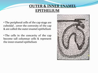 OUTER & INNER ENAMEL
EPITHELIUM
• The peripheral cells of the cap stage are
cuboidal , cover the convexity of the cap
& are called the outer enamel epithelium
• The cells in the concavity of the cap
become tall columnar cells & represent
the inner enamel epithelium
 