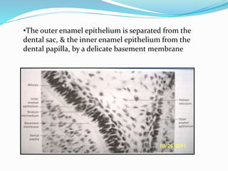 •The outer enamel epithelium is separated from the
dental sac, & the inner enamel epithelium from the
dental papilla, by a delicate basement membrane
 