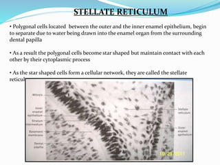 STELLATE RETICULUM
• Polygonal cells located between the outer and the inner enamel epithelium, begin
to separate due to water being drawn into the enamel organ from the surrounding
dental papilla
• As a result the polygonal cells become star shaped but maintain contact with each
other by their cytoplasmic process
• As the star shaped cells form a cellular network, they are called the stellate
reticulum
 
