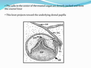 • The cells in the center of the enamel organ are densely packed and form
the enamel knot
• This knot projects toward the underlying dental papilla
 