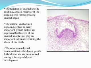 • The function of enamel knot &
cord may act as a reservoir of the
dividing cells for the growing
enamel organ
• The enamel knot act as a
signaling centers as many
important growth factors are
expressed by the cells of the
enamel knot & thus play an
important role in determining the
shape of the tooth
• The ectomesenchymal
condensation i.e the dental papilla
& the dental sac are pronounced
during this stage of dental
development
 