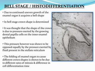 BELL STAGE / HISTODIFFERENTIATION
• Due to continued uneven growth of the
enamel organ it acquires a bell shape
• In bell stage crown shape is determined
• It was thought that the shape of the crown
is due to pressure exerted by the growing
dental papilla cells on the inner enamel
epithelium
• This pressure however was shown to be
opposed equally by the pressure exerted by
fluid present in the stellate reticulum
• The folding of enamel organ to cause
different crown shapes is shown to be due
to different rates of mitosis & difference in
cell differentiation time
 