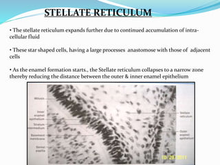 STELLATE RETICULUM
• The stellate reticulum expands further due to continued accumulation of intra-
cellular fluid
• These star shaped cells, having a large processes anastomose with those of adjacent
cells
• As the enamel formation starts., the Stellate reticulum collapses to a narrow zone
thereby reducing the distance between the outer & inner enamel epithelium
 