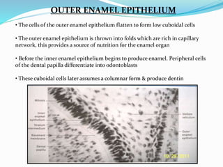 OUTER ENAMEL EPITHELIUM
• The cells of the outer enamel epithelium flatten to form low cuboidal cells
• The outer enamel epithelium is thrown into folds which are rich in capillary
network, this provides a source of nutrition for the enamel organ
• Before the inner enamel epithelium begins to produce enamel. Peripheral cells
of the dental papilla differentiate into odontoblasts
• These cuboidal cells later assumes a columnar form & produce dentin
 