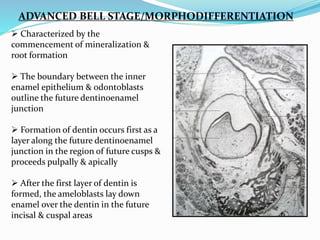 ADVANCED BELL STAGE/MORPHODIFFERENTIATION
 Characterized by the
commencement of mineralization &
root formation
 The boundary between the inner
enamel epithelium & odontoblasts
outline the future dentinoenamel
junction
 Formation of dentin occurs first as a
layer along the future dentinoenamel
junction in the region of future cusps &
proceeds pulpally & apically
 After the first layer of dentin is
formed, the ameloblasts lay down
enamel over the dentin in the future
incisal & cuspal areas
 