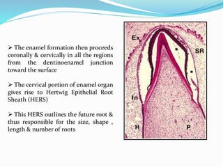  The enamel formation then proceeds
coronally & cervically in all the regions
from the dentinoenamel junction
toward the surface
 The cervical portion of enamel organ
gives rise to Hertwig Epithelial Root
Sheath (HERS)
 This HERS outlines the future root &
thus responsible for the size, shape ,
length & number of roots
 