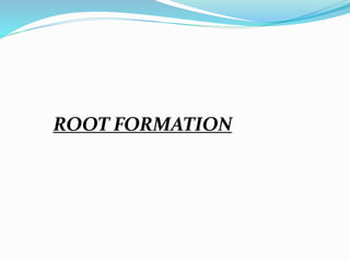 ROOT FORMATION
 