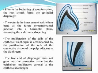 • Prior to the beginning of root formation,
the root sheath forms the epithelial
diaphragm
• The outer & the inner enamel epithelium
bend at the future cementoenamel
junction into a horizontal plane,
narrowing the wide cervical opening
• The proliferation of the cells of the
epithelial diaphragm is accompanied by
the proliferation of the cells of the
connective tissues of the pulp, adjacent to
the diaphragm
• The free end of diaphragm does not
grow into the connective tissue but the
epithelium proliferates coronal to the
epithelial diaphragm
 