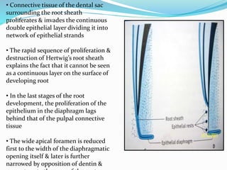 • Connective tissue of the dental sac
surrounding the root sheath
proliferates & invades the continuous
double epithelial layer dividing it into
network of epithelial strands
• The rapid sequence of proliferation &
destruction of Hertwig’s root sheath
explains the fact that it cannot be seen
as a continuous layer on the surface of
developing root
• In the last stages of the root
development, the proliferation of the
epithelium in the diaphragm lags
behind that of the pulpal connective
tissue
• The wide apical foramen is reduced
first to the width of the diaphragmatic
opening itself & later is further
narrowed by opposition of dentin &
 