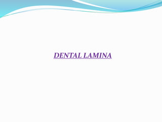 DENTAL LAMINA
 
