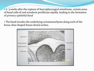 • 2- 3 weeks after the rupture of buccopharyngeal membrane, certain areas
of basal cells of oral ectoderm proliferate rapidly, leading to the formation
of primary epithelial band
• The band invades the underlying ectomesenchyme along each of the
horse-shoe shaped future dental arches.
 