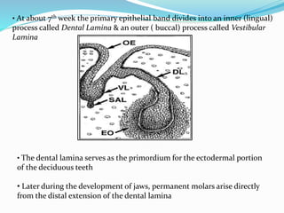 • At about 7th week the primary epithelial band divides into an inner (lingual)
process called Dental Lamina & an outer ( buccal) process called Vestibular
Lamina
• The dental lamina serves as the primordium for the ectodermal portion
of the deciduous teeth
• Later during the development of jaws, permanent molars arise directly
from the distal extension of the dental lamina
 