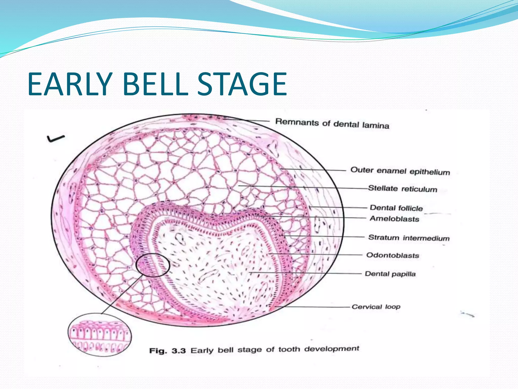 EARLY BELL STAGE
 