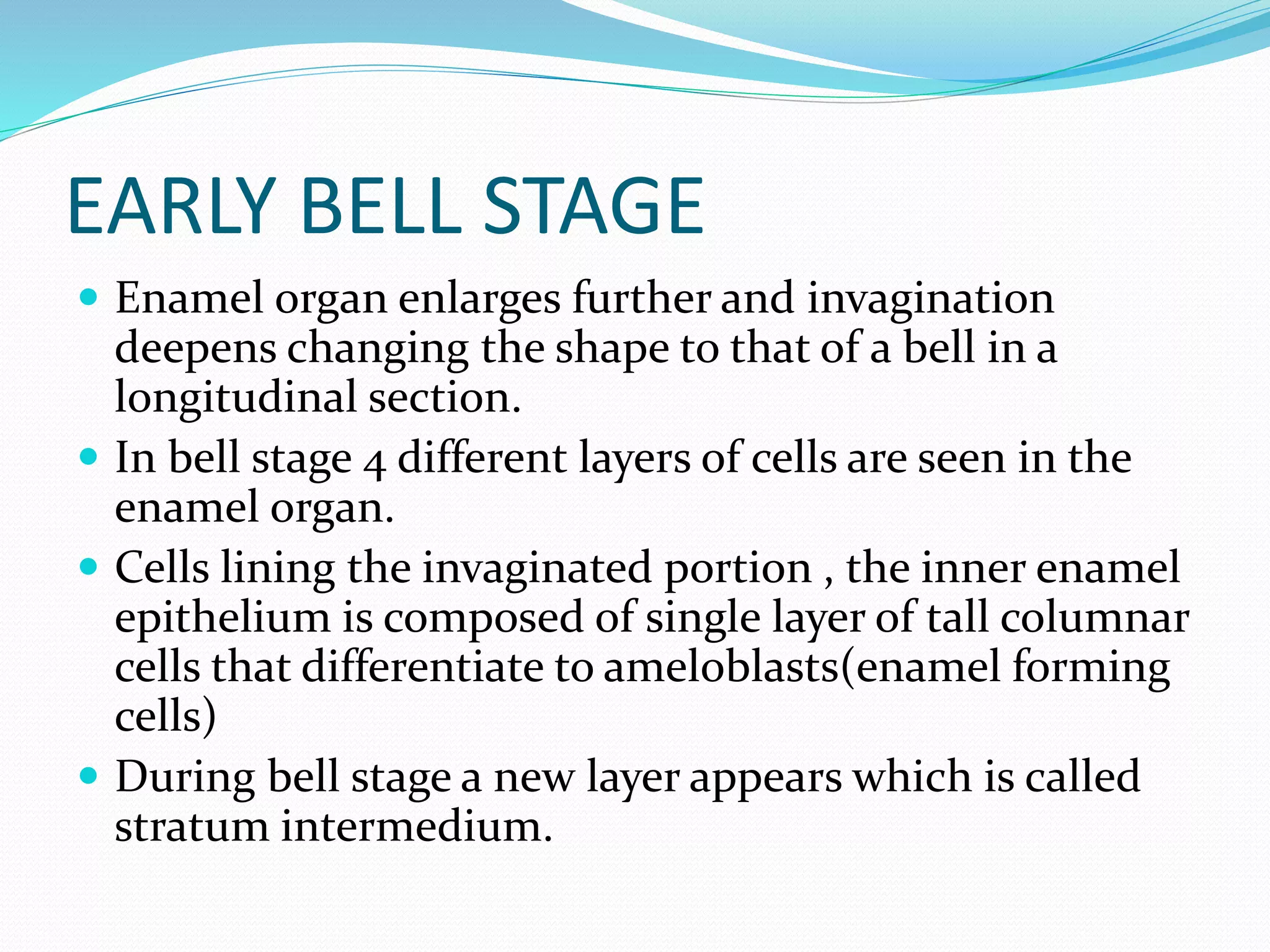 EARLY BELL STAGE
 Enamel organ enlarges further and invagination
deepens changing the shape to that of a bell in a
longitudinal section.
 In bell stage 4 different layers of cells are seen in the
enamel organ.
 Cells lining the invaginated portion , the inner enamel
epithelium is composed of single layer of tall columnar
cells that differentiate to ameloblasts(enamel forming
cells)
 During bell stage a new layer appears which is called
stratum intermedium.
 
