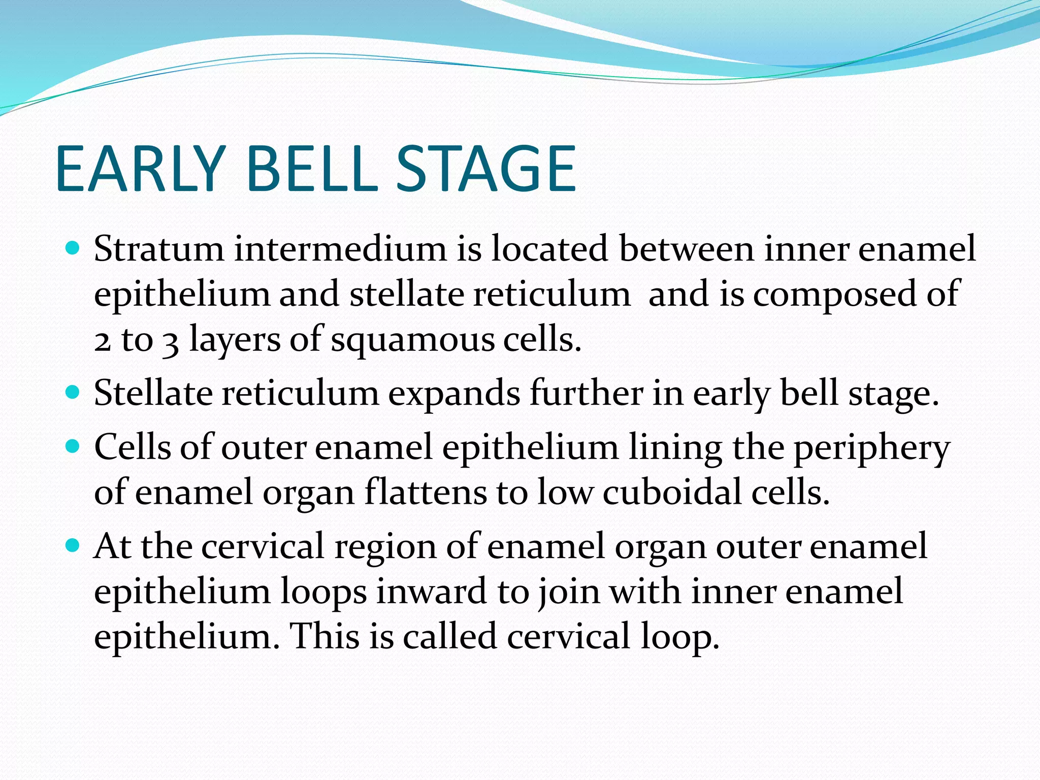 EARLY BELL STAGE
 Stratum intermedium is located between inner enamel
epithelium and stellate reticulum and is composed of
2 to 3 layers of squamous cells.
 Stellate reticulum expands further in early bell stage.
 Cells of outer enamel epithelium lining the periphery
of enamel organ flattens to low cuboidal cells.
 At the cervical region of enamel organ outer enamel
epithelium loops inward to join with inner enamel
epithelium. This is called cervical loop.
 