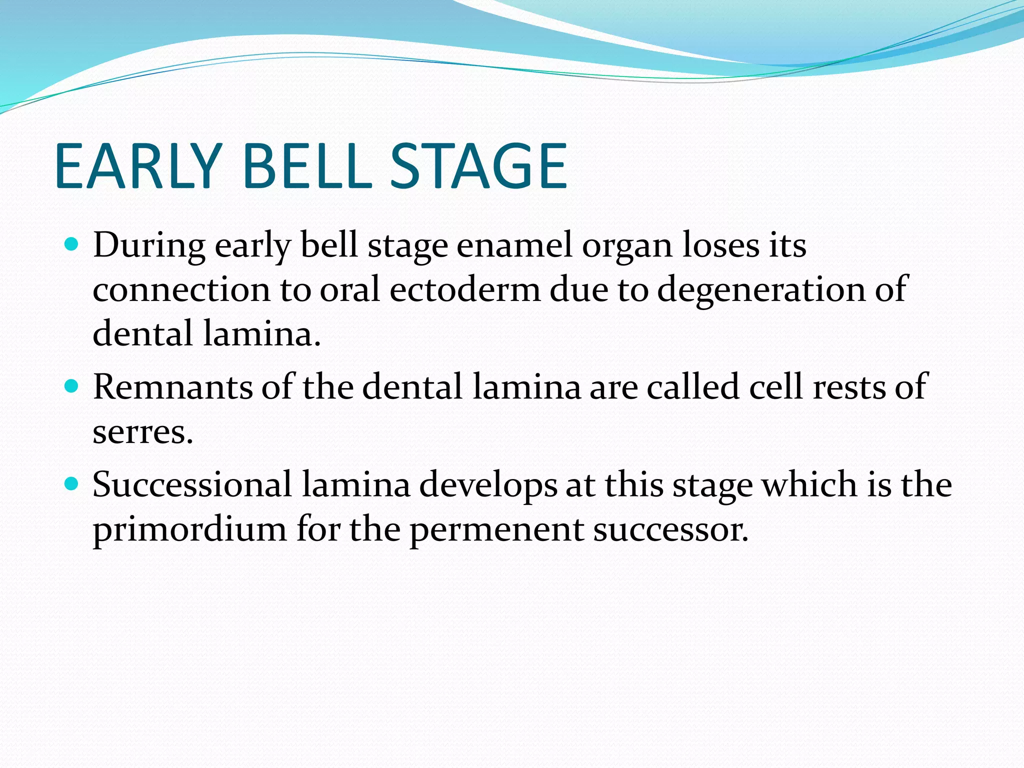 EARLY BELL STAGE
 During early bell stage enamel organ loses its
connection to oral ectoderm due to degeneration of
dental lamina.
 Remnants of the dental lamina are called cell rests of
serres.
 Successional lamina develops at this stage which is the
primordium for the permenent successor.
 