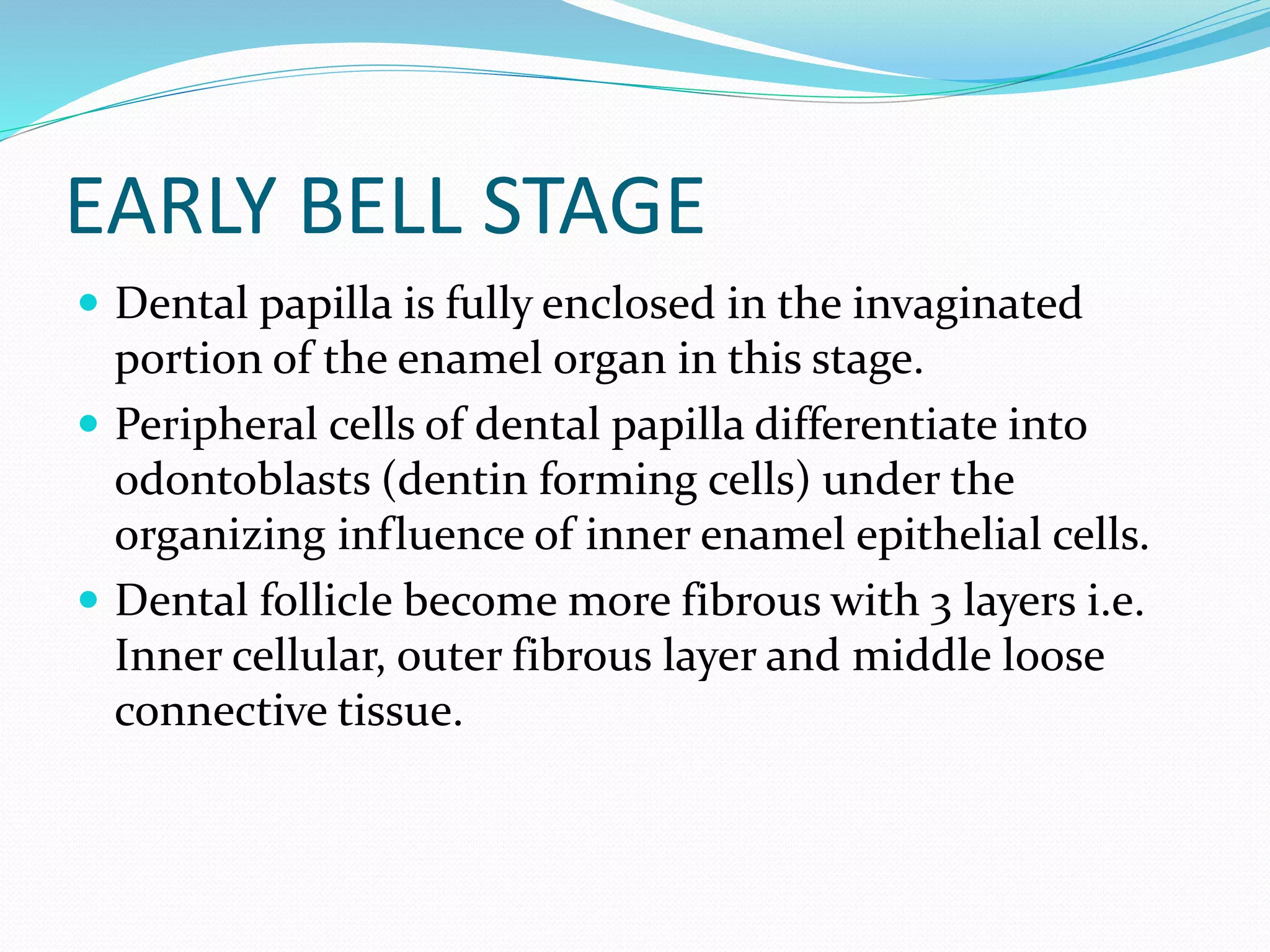 EARLY BELL STAGE
 Dental papilla is fully enclosed in the invaginated
portion of the enamel organ in this stage.
 Peripheral cells of dental papilla differentiate into
odontoblasts (dentin forming cells) under the
organizing influence of inner enamel epithelial cells.
 Dental follicle become more fibrous with 3 layers i.e.
Inner cellular, outer fibrous layer and middle loose
connective tissue.
 