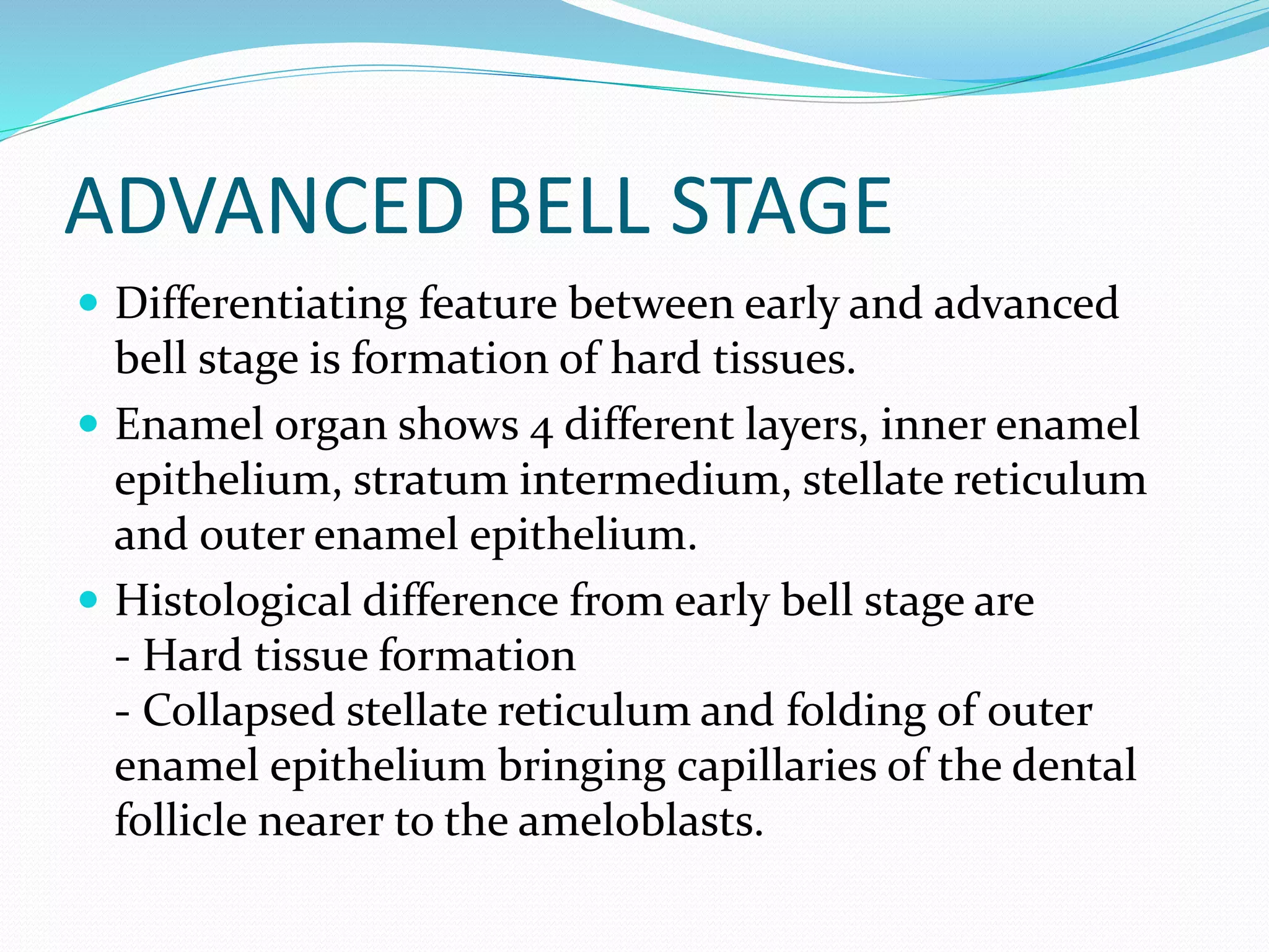 ADVANCED BELL STAGE
 Differentiating feature between early and advanced
bell stage is formation of hard tissues.
 Enamel organ shows 4 different layers, inner enamel
epithelium, stratum intermedium, stellate reticulum
and outer enamel epithelium.
 Histological difference from early bell stage are
- Hard tissue formation
- Collapsed stellate reticulum and folding of outer
enamel epithelium bringing capillaries of the dental
follicle nearer to the ameloblasts.
 