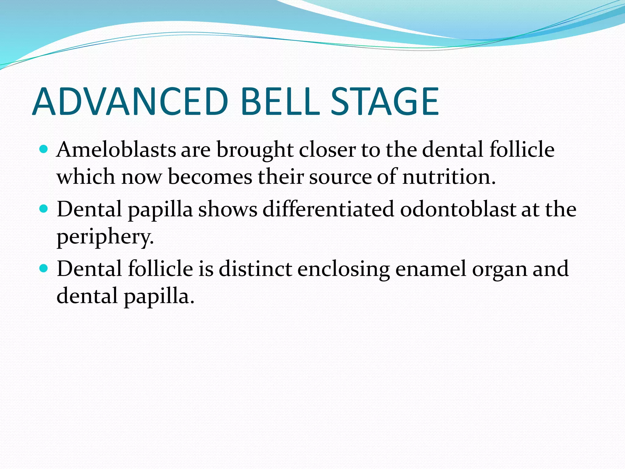 ADVANCED BELL STAGE
 Ameloblasts are brought closer to the dental follicle
which now becomes their source of nutrition.
 Dental papilla shows differentiated odontoblast at the
periphery.
 Dental follicle is distinct enclosing enamel organ and
dental papilla.
 