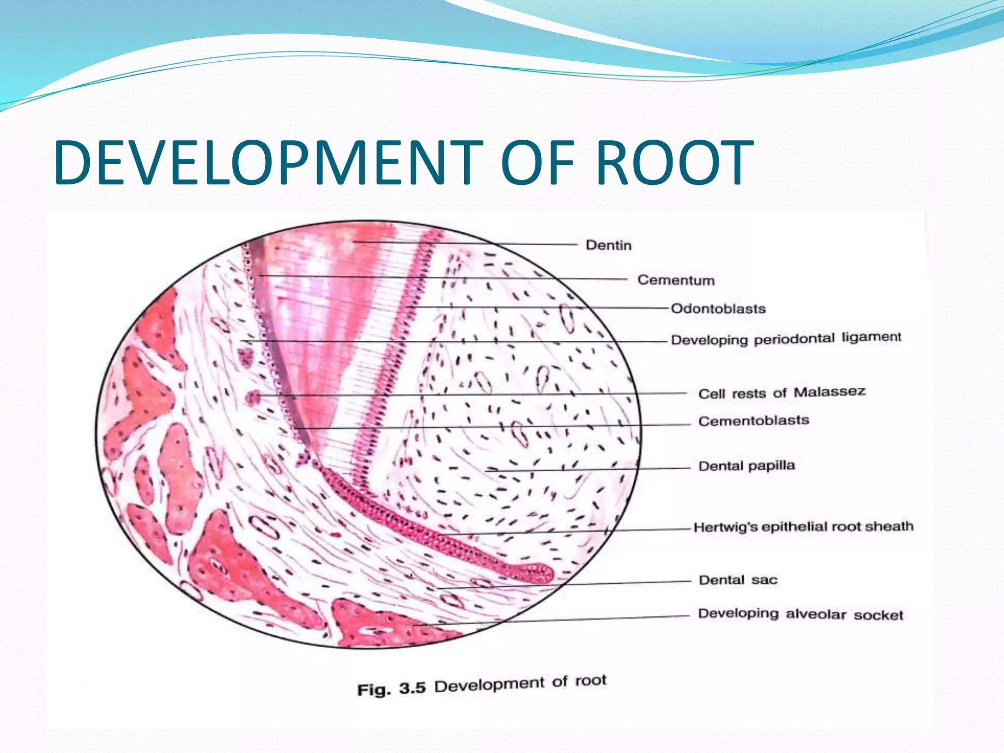 DEVELOPMENT OF ROOT
 