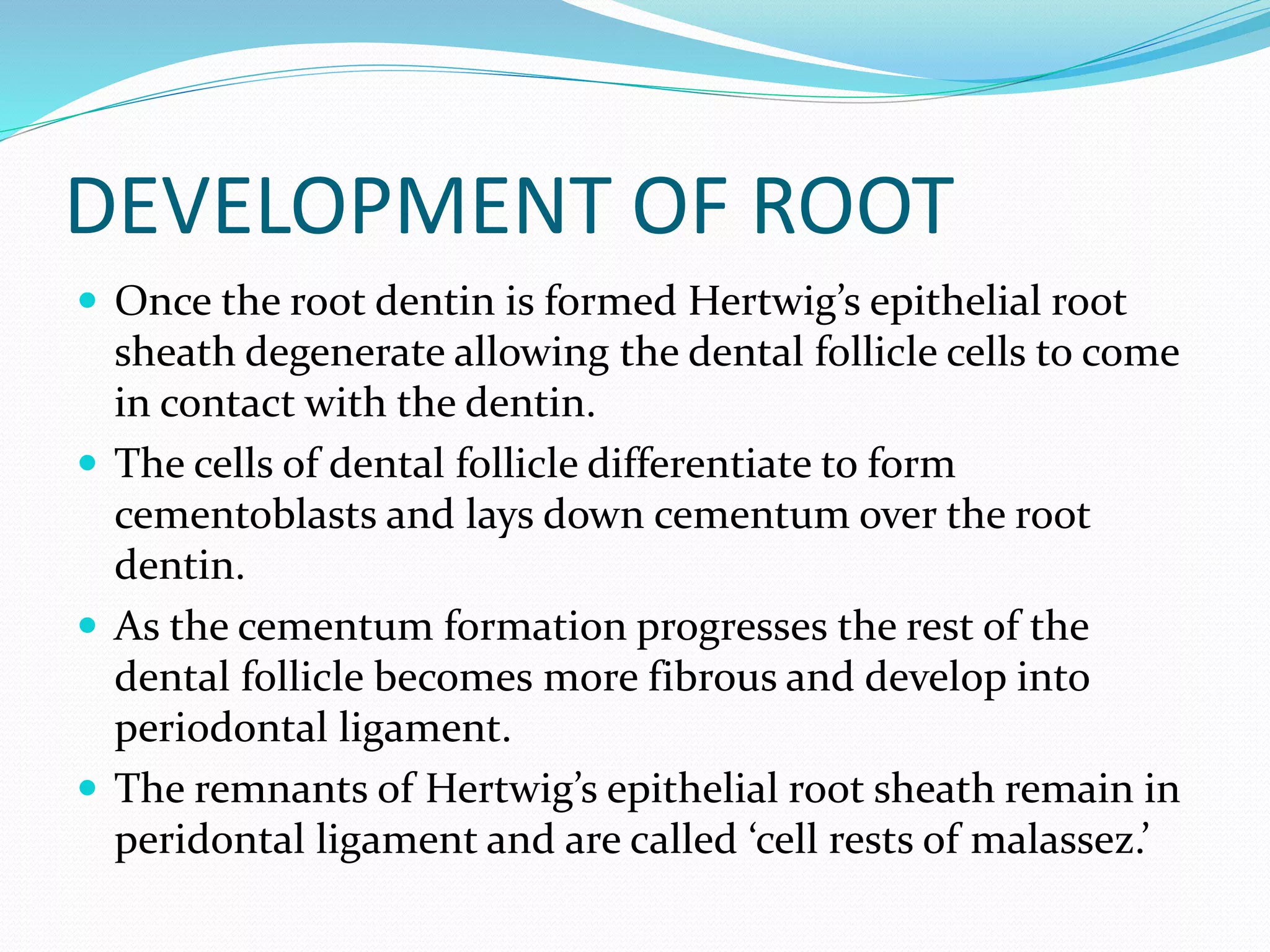 DEVELOPMENT OF ROOT
 Once the root dentin is formed Hertwig’s epithelial root
sheath degenerate allowing the dental follicle cells to come
in contact with the dentin.
 The cells of dental follicle differentiate to form
cementoblasts and lays down cementum over the root
dentin.
 As the cementum formation progresses the rest of the
dental follicle becomes more fibrous and develop into
periodontal ligament.
 The remnants of Hertwig’s epithelial root sheath remain in
peridontal ligament and are called ‘cell rests of malassez.’
 