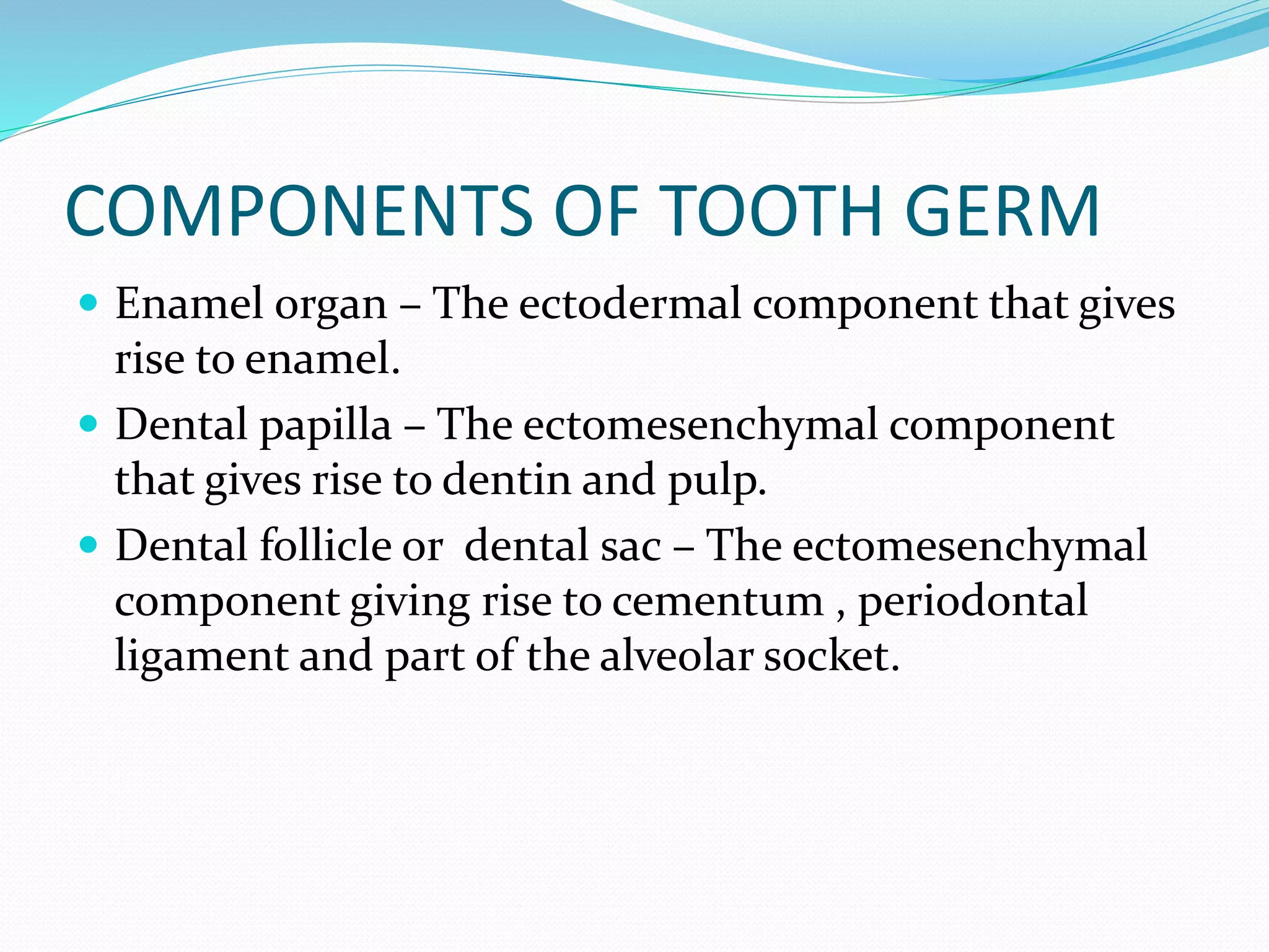 COMPONENTS OF TOOTH GERM
 Enamel organ – The ectodermal component that gives
rise to enamel.
 Dental papilla – The ectomesenchymal component
that gives rise to dentin and pulp.
 Dental follicle or dental sac – The ectomesenchymal
component giving rise to cementum , periodontal
ligament and part of the alveolar socket.
 