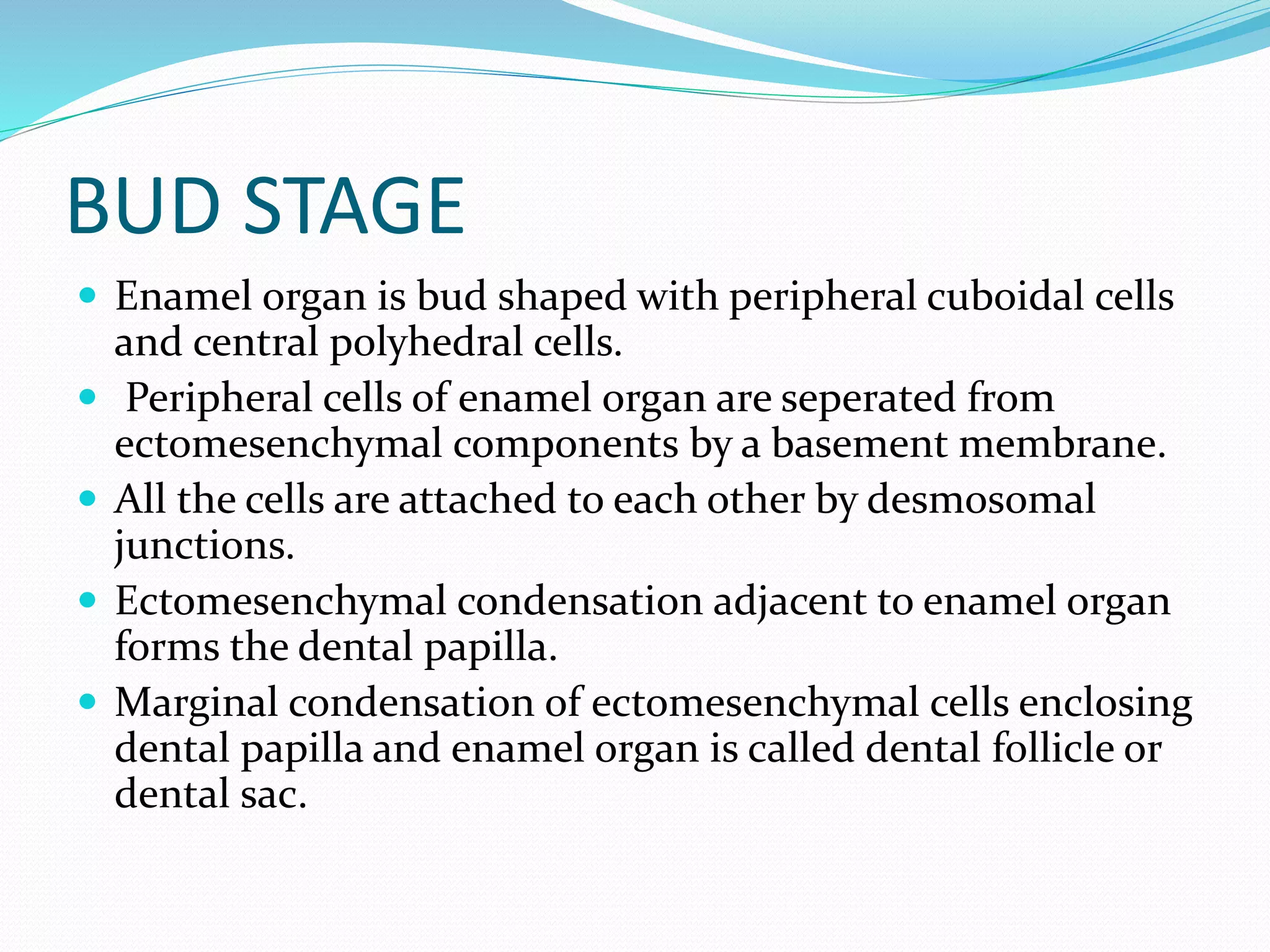BUD STAGE
 Enamel organ is bud shaped with peripheral cuboidal cells
and central polyhedral cells.
 Peripheral cells of enamel organ are seperated from
ectomesenchymal components by a basement membrane.
 All the cells are attached to each other by desmosomal
junctions.
 Ectomesenchymal condensation adjacent to enamel organ
forms the dental papilla.
 Marginal condensation of ectomesenchymal cells enclosing
dental papilla and enamel organ is called dental follicle or
dental sac.
 