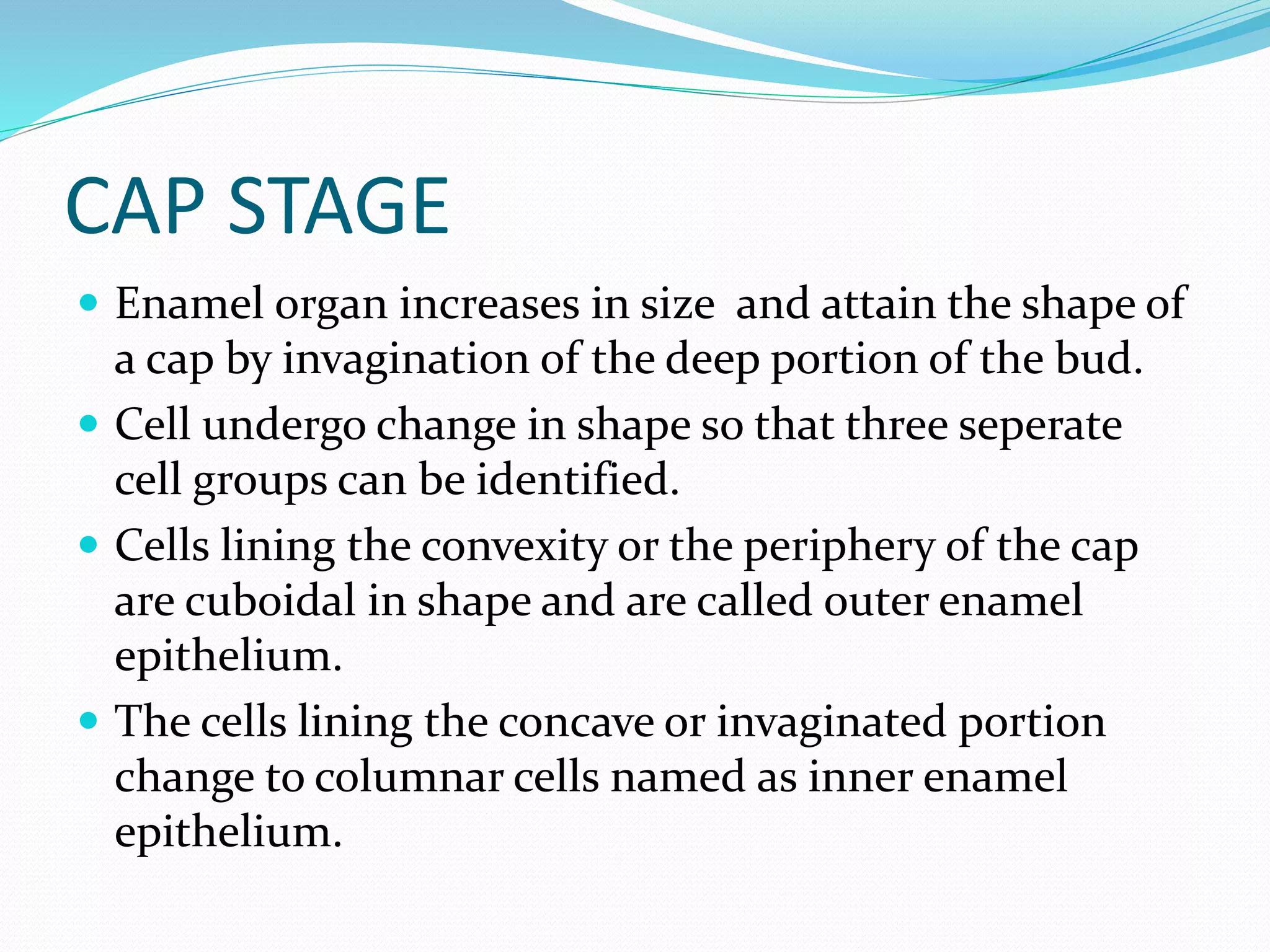 CAP STAGE
 Enamel organ increases in size and attain the shape of
a cap by invagination of the deep portion of the bud.
 Cell undergo change in shape so that three seperate
cell groups can be identified.
 Cells lining the convexity or the periphery of the cap
are cuboidal in shape and are called outer enamel
epithelium.
 The cells lining the concave or invaginated portion
change to columnar cells named as inner enamel
epithelium.
 