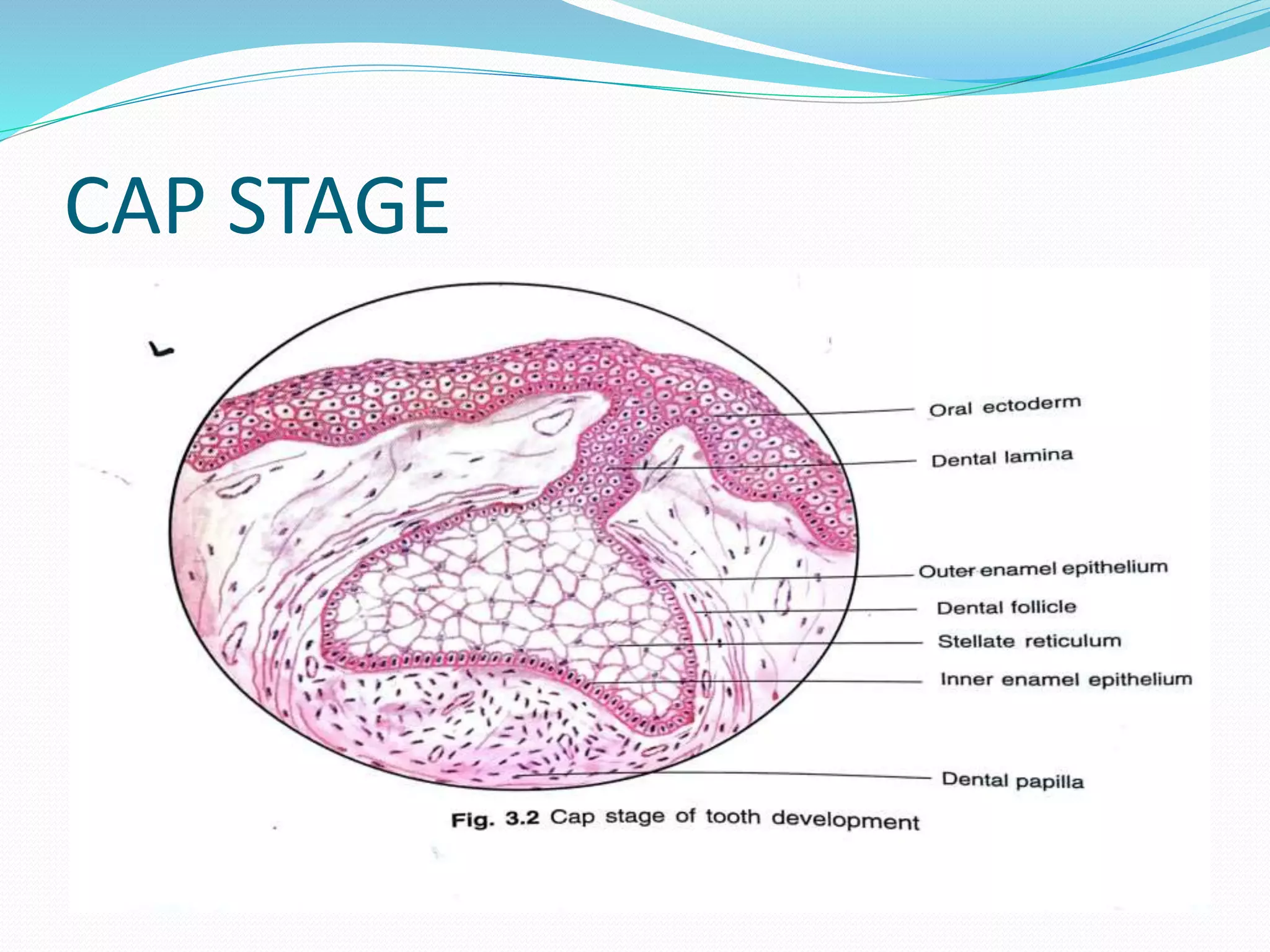 CAP STAGE
 