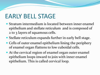 EARLY BELL STAGE
 Stratum intermedium is located between inner enamel
epithelium and stellate reticulum and is composed of
2 to 3 layers of squamous cells.
 Stellate reticulum expands further in early bell stage.
 Cells of outer enamel epithelium lining the periphery
of enamel organ flattens to low cuboidal cells.
 At the cervical region of enamel organ outer enamel
epithelium loops inward to join with inner enamel
epithelium. This is called cervical loop.
 