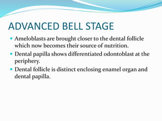ADVANCED BELL STAGE
 Ameloblasts are brought closer to the dental follicle
which now becomes their source of nutrition.
 Dental papilla shows differentiated odontoblast at the
periphery.
 Dental follicle is distinct enclosing enamel organ and
dental papilla.
 