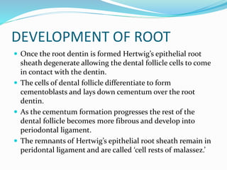DEVELOPMENT OF ROOT
 Once the root dentin is formed Hertwig’s epithelial root
sheath degenerate allowing the dental follicle cells to come
in contact with the dentin.
 The cells of dental follicle differentiate to form
cementoblasts and lays down cementum over the root
dentin.
 As the cementum formation progresses the rest of the
dental follicle becomes more fibrous and develop into
periodontal ligament.
 The remnants of Hertwig’s epithelial root sheath remain in
peridontal ligament and are called ‘cell rests of malassez.’
 