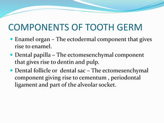 COMPONENTS OF TOOTH GERM
 Enamel organ – The ectodermal component that gives
rise to enamel.
 Dental papilla – The ectomesenchymal component
that gives rise to dentin and pulp.
 Dental follicle or dental sac – The ectomesenchymal
component giving rise to cementum , periodontal
ligament and part of the alveolar socket.
 