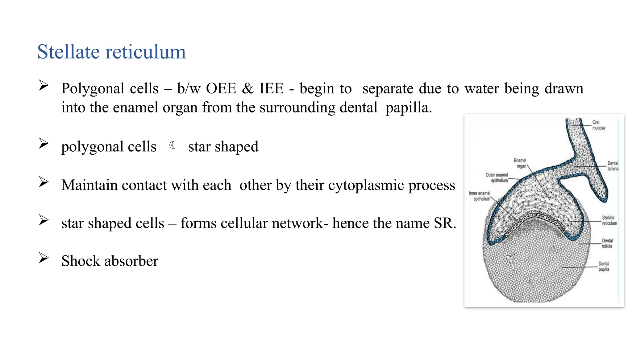 Stella Reticulum Development of tooth power point presentation | PPTX