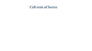 Cell rests of Serres
 