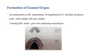 Formation of Enamel Organ
 At certain points on DL representing -10 mandibular & 10 maxillary deciduous
teeth - cells multiply still more rapidly.
 Forming little knobs - grow into underlying mesenchyme
 