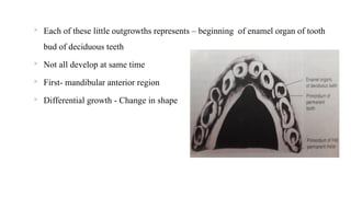  Each of these little outgrowths represents – beginning of enamel organ of tooth
bud of deciduous teeth
 Not all develop at same time
 First- mandibular anterior region
 Differential growth - Change in shape
 
