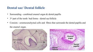 Dental sac/ Dental follicle
• Surrounding - combined enamel organ & dental papilla
• 3rd
part of the tooth bud forms - dental sac/follicle
• Consists - ectomesenchymal cells and fibres that surrounds the dental papilla and
the enamel organ.
Dental follicle
 