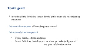 Tooth germ
 Includes all the formative tissues for the entire tooth and its supporting
structures
Ectodermal component - Enamel organ -- enamel.
Ectomesenchymal component
• Dental papilla - dentin and pulp.
• Dental follicle or dental sac - cementum, periodontal ligament,
and part of alveolar socket
 