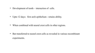 • Development of tooth – interaction of cells.
• Upto 12 days- first arch epithelium - retains ability.
• When combined with neural crest cells in other regions.
• But transferred to neural crest cells as revealed in various recombinant
experiments.
 